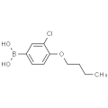 anti-HYAL1 antibody (Hyaluronidase-1) (N-Term)