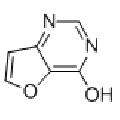 anti-HYAL1 antibody (Hyaluronidase-1) (N-Term)