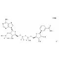 anti-HYAL1 antibody (Hyaluronidase-1) (N-Term)