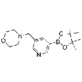 anti-HYAL1 antibody (Hyaluronidase-1) (N-Term)