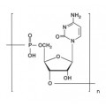 anti-HYAL1 antibody (Hyaluronidase-1) (N-Term)