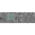 anti-HYAL1 antibody (Hyaluronidase-1) (N-Term)