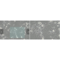 anti-HYAL1 antibody (Hyaluronidase-1) (N-Term)