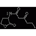 anti-HYAL1 antibody (Hyaluronidase-1) (N-Term)