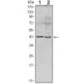 anti-HYAL1 antibody (Hyaluronidase-1) (N-Term)