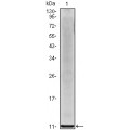 anti-HYAL1 antibody (Hyaluronidase-1) (N-Term)