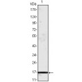 anti-HYAL1 antibody (Hyaluronidase-1) (N-Term)