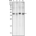 anti-HYAL1 antibody (Hyaluronidase-1) (N-Term)