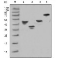 anti-HYAL1 antibody (Hyaluronidase-1) (N-Term)
