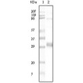 anti-HYAL1 antibody (Hyaluronidase-1) (N-Term)