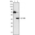 anti-HYAL1 antibody (Hyaluronidase-1) (N-Term)