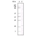 anti-HYAL1 antibody (Hyaluronidase-1) (N-Term)