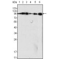 anti-HYAL1 antibody (Hyaluronidase-1) (N-Term)
