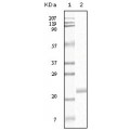 anti-HYAL1 antibody (Hyaluronidase-1) (N-Term)