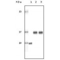 anti-HYAL1 antibody (Hyaluronidase-1) (N-Term)
