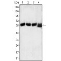 anti-HYAL1 antibody (Hyaluronidase-1) (N-Term)