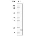 anti-HYAL1 antibody (Hyaluronidase-1) (N-Term)