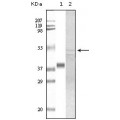 anti-HYAL1 antibody (Hyaluronidase-1) (N-Term)