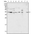 anti-HYAL1 antibody (Hyaluronidase-1) (N-Term)