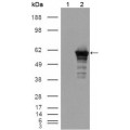 anti-HYAL1 antibody (Hyaluronidase-1) (N-Term)
