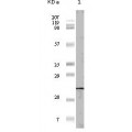 anti-HYAL1 antibody (Hyaluronidase-1) (N-Term)