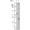 anti-HYAL1 antibody (Hyaluronidase-1) (N-Term)