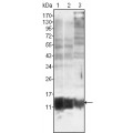 anti-HYAL1 antibody (Hyaluronidase-1) (N-Term)