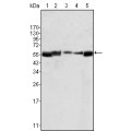 anti-HYAL1 antibody (Hyaluronidase-1) (N-Term)