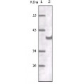 anti-HYAL1 antibody (Hyaluronidase-1) (N-Term)