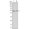 anti-HYAL1 antibody (Hyaluronidase-1) (N-Term)