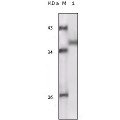 anti-HYAL1 antibody (Hyaluronidase-1) (N-Term)