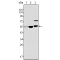 anti-HYAL1 antibody (Hyaluronidase-1) (N-Term)
