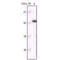 anti-HYAL1 antibody (Hyaluronidase-1) (N-Term)