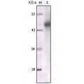 anti-HYAL1 antibody (Hyaluronidase-1) (N-Term)