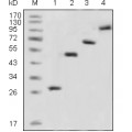 anti-HYAL1 antibody (Hyaluronidase-1) (N-Term)