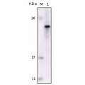 anti-HYAL1 antibody (Hyaluronidase-1) (N-Term)