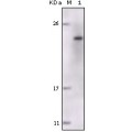 anti-HYAL1 antibody (Hyaluronidase-1) (N-Term)