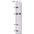 anti-HYAL1 antibody (Hyaluronidase-1) (N-Term)
