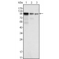 anti-HYAL1 antibody (Hyaluronidase-1) (N-Term)