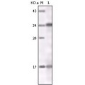 anti-HYAL1 antibody (Hyaluronidase-1) (N-Term)