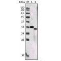 anti-HYAL1 antibody (Hyaluronidase-1) (N-Term)