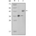 anti-HYAL1 antibody (Hyaluronidase-1) (N-Term)