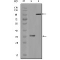 anti-HYAL1 antibody (Hyaluronidase-1) (N-Term)