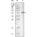 anti-HYAL1 antibody (Hyaluronidase-1) (N-Term)
