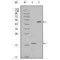 anti-HYAL1 antibody (Hyaluronidase-1) (N-Term)