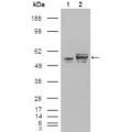 anti-HYAL1 antibody (Hyaluronidase-1) (N-Term)