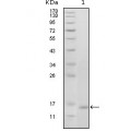 anti-HYAL1 antibody (Hyaluronidase-1) (N-Term)