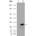 anti-HYAL1 antibody (Hyaluronidase-1) (N-Term)