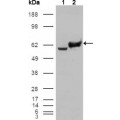 anti-HYAL1 antibody (Hyaluronidase-1) (N-Term)