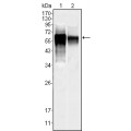 anti-HYAL1 antibody (Hyaluronidase-1) (N-Term)